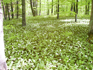 Blühende Bärlauchwiese bei Kleinberndten