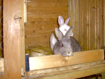 Kaninchen in Kleinberndten