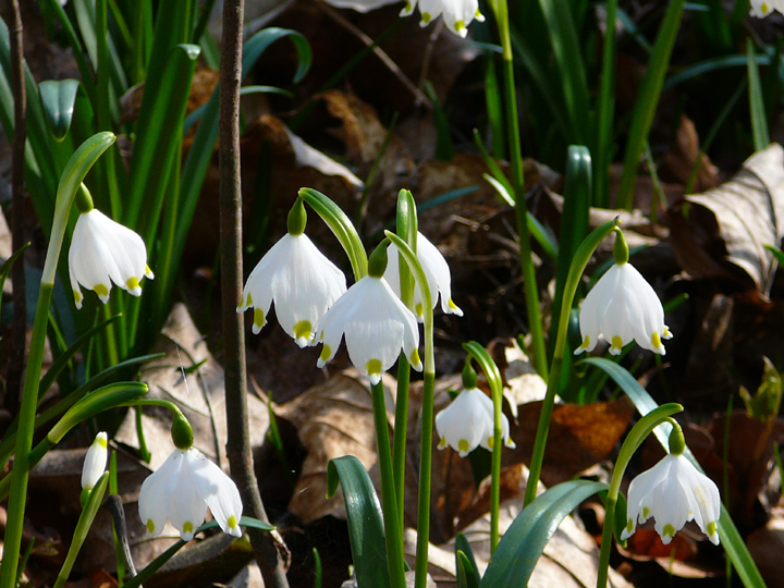 Märzenbecherblüten