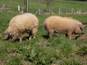 Bild: Auf der Schweinewiese/Kleinberndten