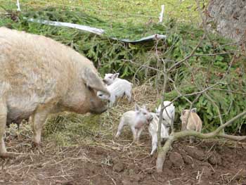 Bild: die Ferkel werden munter